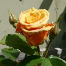 P1000356